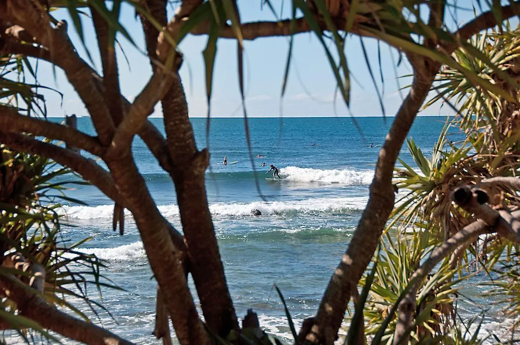 The Norfolks On Moffat Beach Caloundra Australia